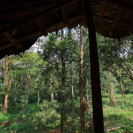 Tall Trees - Modern Forest Villa In Wayanad Султан-Батері Екстер'єр фото