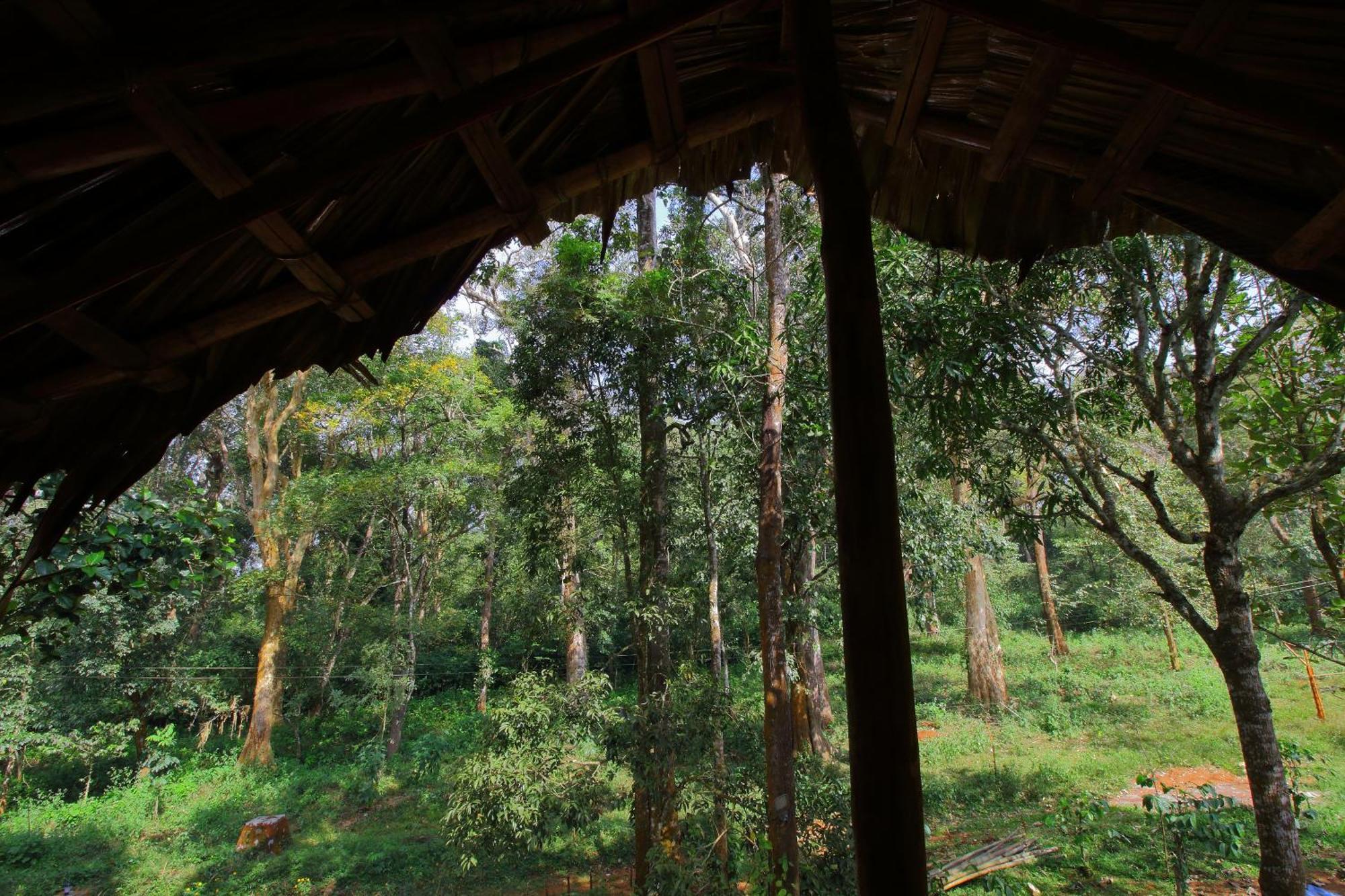 Tall Trees - Modern Forest Villa In Wayanad Султан-Батері Екстер'єр фото